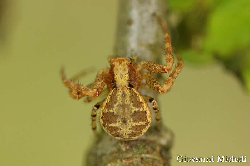 Xysticus sp. - Magenta (MI)